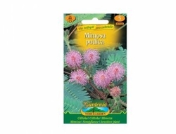 Mimosa Pudica - Citlivka